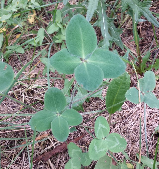 Side by side 4-leaf clovers