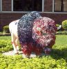 buffalo 2