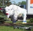 buffalo 3